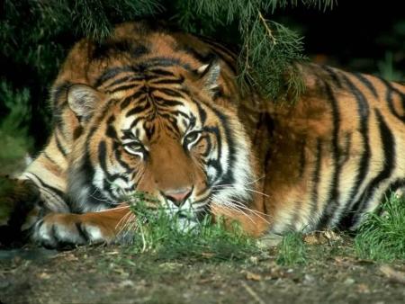 Tigre